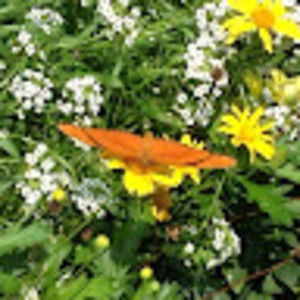 Meet your Posher, Dea